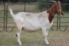 7X BOERBOK OOI/EWE (PAY PER ANIMAL TO TAKE ALL) - 8