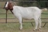 7X BOERBOK OOI/EWE (PAY PER ANIMAL TO TAKE ALL) - 9