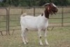 6X BOERBOK OOI/EWE (PAY PER ANIMAL TO TAKE ALL)