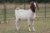 6X BOERBOK OOI/EWE (PAY PER ANIMAL TO TAKE ALL) - 2