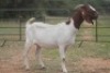 6X BOERBOK OOI/EWE (PAY PER ANIMAL TO TAKE ALL) - 3