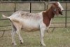 6X BOERBOK OOI/EWE (PAY PER ANIMAL TO TAKE ALL) - 4