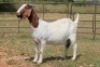 6X BOERBOK OOI/EWE (PAY PER ANIMAL TO TAKE ALL) - 5