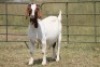 6X BOERBOK OOI/EWE (PAY PER ANIMAL TO TAKE ALL) - 6