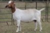 6X BOERBOK OOI/EWE (PAY PER ANIMAL TO TAKE ALL) - 7