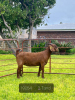 LOT 54 1X OOI/EWE Gerdus Korb Kalahari Reds STOET DRAGTIG