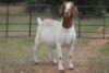 6X BOERBOK OOI/EWE (PAY PER ANIMAL TO TAKE ALL) - 8