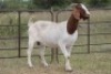 6X BOERBOK OOI/EWE (PAY PER ANIMAL TO TAKE ALL) - 9