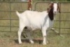 6X BOERBOK OOI/EWE (PAY PER ANIMAL TO TAKE ALL) - 10