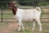 6X BOERBOK OOI/EWE (PAY PER ANIMAL TO TAKE ALL) - 11