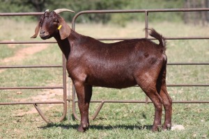 3X KALAHARI RED OOI/EWE (PAY PER ANIMAL TO TAKE ALL)