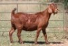 3X KALAHARI RED OOI/EWE (PAY PER ANIMAL TO TAKE ALL) - 2