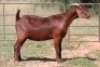 3X KALAHARI RED OOI/EWE (PAY PER ANIMAL TO TAKE ALL) - 3