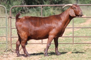 1X KALAHARI RED OOI/EWE 