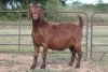 1X KALAHARI RED OOI/EWE - 2