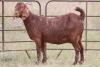 3X KALAHARI RED OOI/EWE (PAY PER ANIMAL TO TAKE ALL)