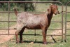 3X KALAHARI RED OOI/EWE (PAY PER ANIMAL TO TAKE ALL) - 2