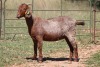 3X KALAHARI RED OOI/EWE (PAY PER ANIMAL TO TAKE ALL) - 3