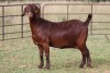 3X KALAHARI RED OOI/EWE (PAY PER ANIMAL TO TAKE ALL) - 4