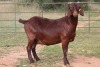 3X KALAHARI RED OOI/EWE (PAY PER ANIMAL TO TAKE ALL) - 5