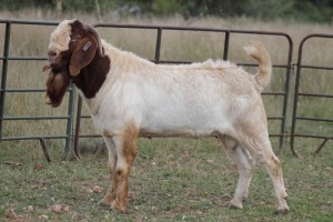 3X BOERBOK RAM (PAY PER ANIMAL TO TAKE ALL)