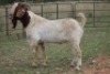 3X BOERBOK RAM (PAY PER ANIMAL TO TAKE ALL) - 2