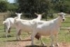 3X MELKBOK OOI/EWE (PAY PER ANIMAL TO TAKE ALL) - 2