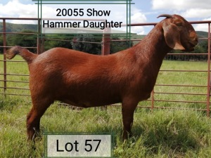 LOT 57 1X OOI/EWE Dhidejak Kalahari Reds POTENTIAL STUD PREGNANT