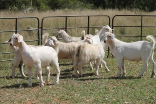 7X MELKBOK OOI/EWE (PAY PER ANIMAL TO TAKE ALL)