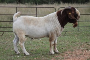 1X BOERBOK RAM