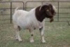 1X BOERBOK RAM - 2