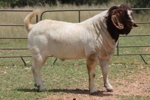 1X BOERBOK RAM