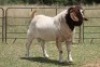 1X BOERBOK RAM - 2