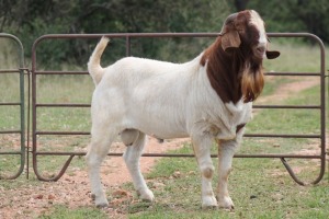 1X BOERBOK RAM