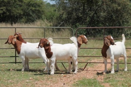 5X BOERBOK OOI/EWE (PAY PER ANIMAL TO TAKE ALL)
