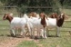5X BOERBOK OOI/EWE (PAY PER ANIMAL TO TAKE ALL) - 2