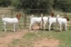 5X BOERBOK OOI/EWE (PAY PER ANIMAL TO TAKE ALL) - 3