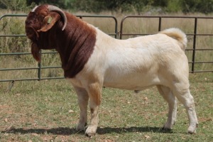 1X BOERBOK RAM