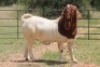 1X BOERBOK RAM - 2