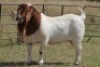 1X BOERBOK RAM