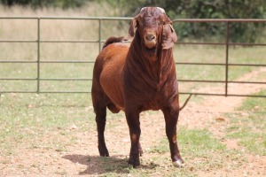 1X KALAHARI RED RAM