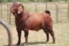 1X KALAHARI RED RAM - 2