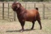 1X KALAHARI RED RAM - 3