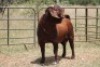 1X KALAHARI RED RAM - 4