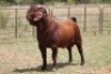 1X KALAHARI RED RAM - 5