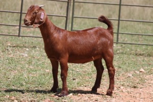 2X KALAHARI RED OOI/EWE (PAY PER ANIMAL TO TAKE ALL)