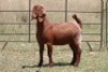 2X KALAHARI RED OOI/EWE (PAY PER ANIMAL TO TAKE ALL) - 2
