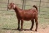 2X KALAHARI RED OOI/EWE (PAY PER ANIMAL TO TAKE ALL) - 3