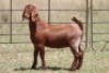 2X KALAHARI RED OOI/EWE (PAY PER ANIMAL TO TAKE ALL) - 4