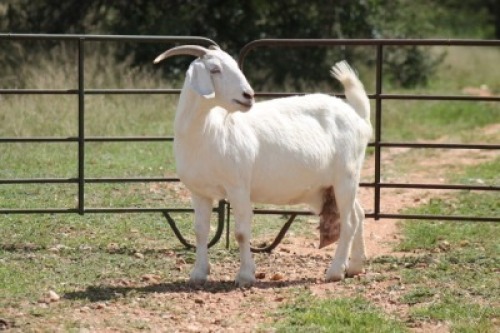 1X MELKBOK OOI/EWE